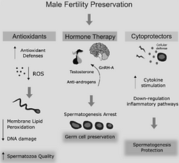 טיפול באי פוריות גברית